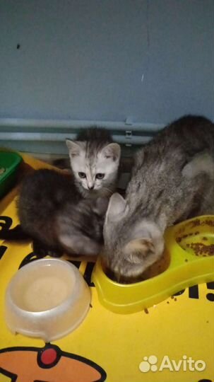 Отдам котят в добрые руки