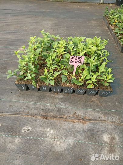 Гортензия саженцы