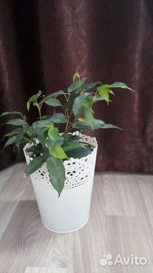 Фикус Бенджамина