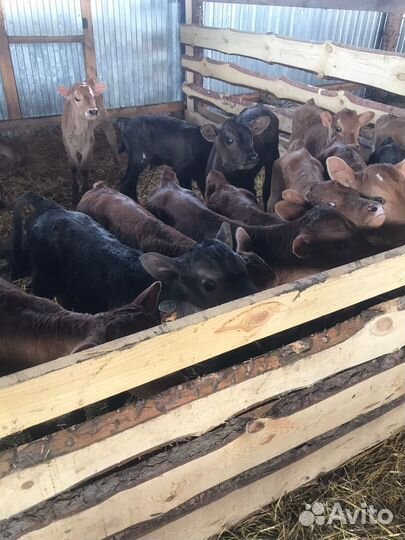 Телята бычки тёлки. Доставка бесплатно