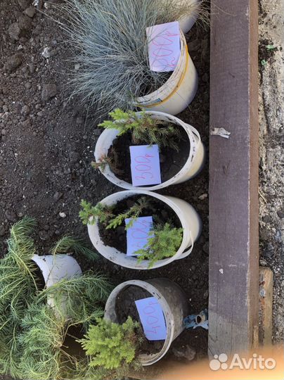 Многолетние растения для сада