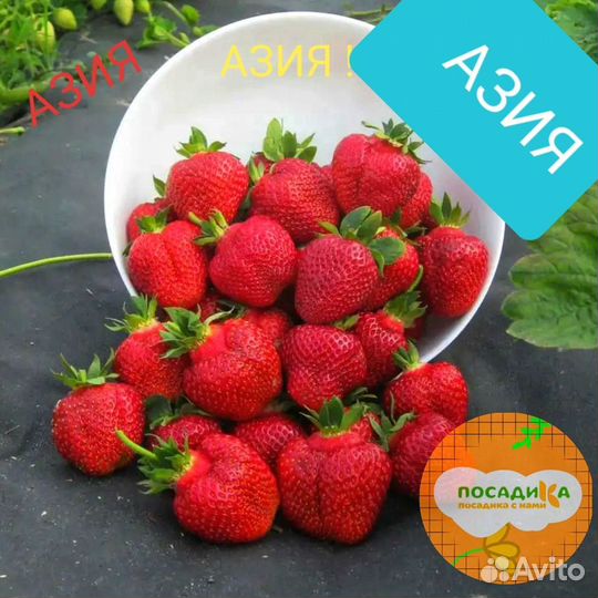 Рассада клубники