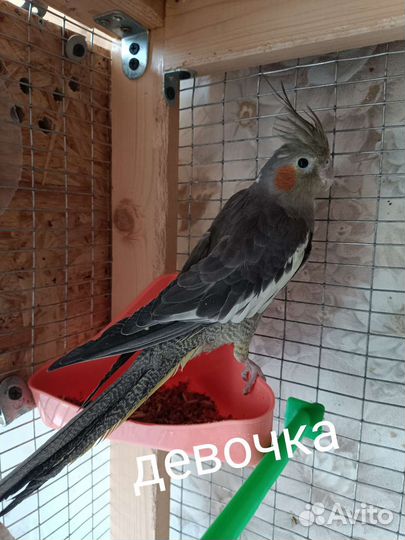 Попугай корелла птенец девочка