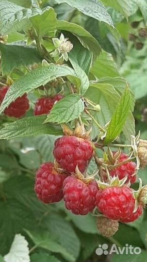 Ремонтантная малина