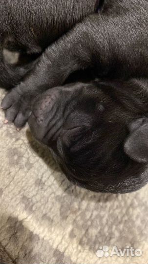 Щенки кане корсо