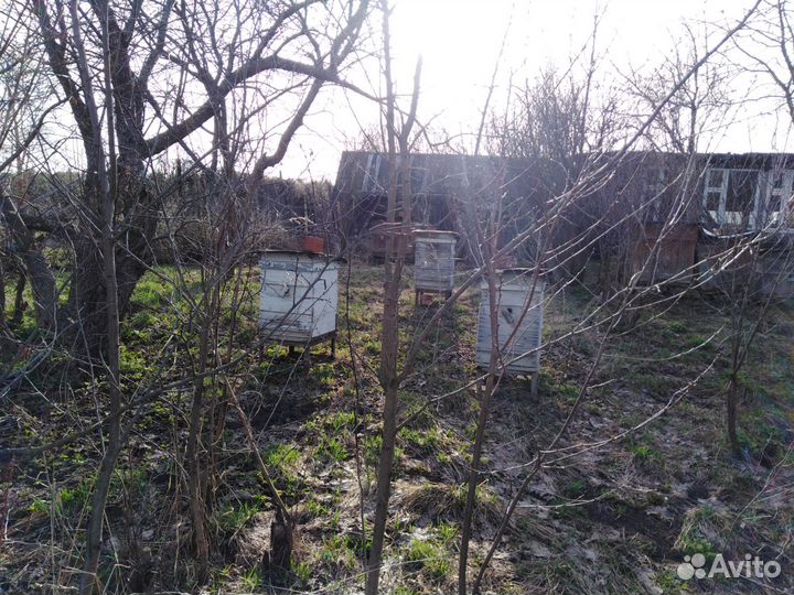 Пчелы и улья