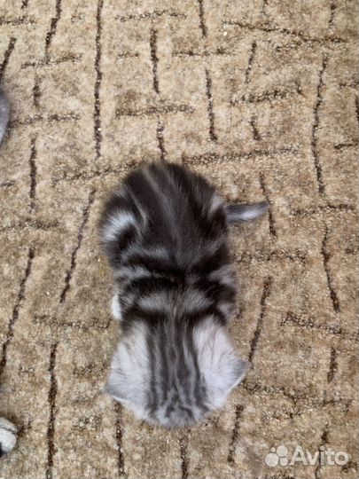 Шотландская