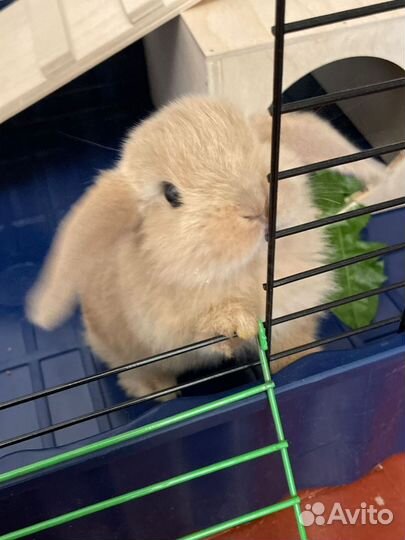 Декоративный карликовый кролик