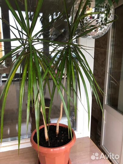Пальма драцена