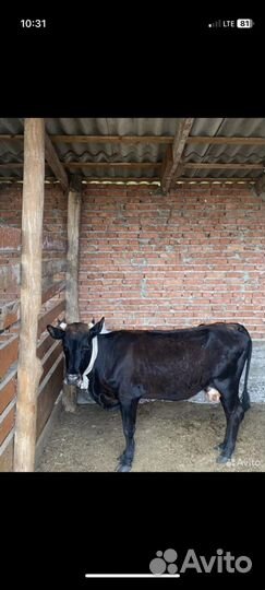 Коровы и бычки