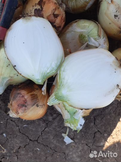 Продам молодой лук