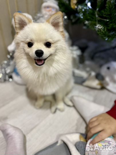 Померанский шпиц