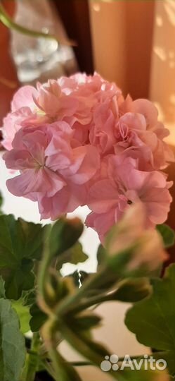 Пеларгония