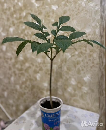 Комнатное растение Аморфофаллус (китайский зонтик)