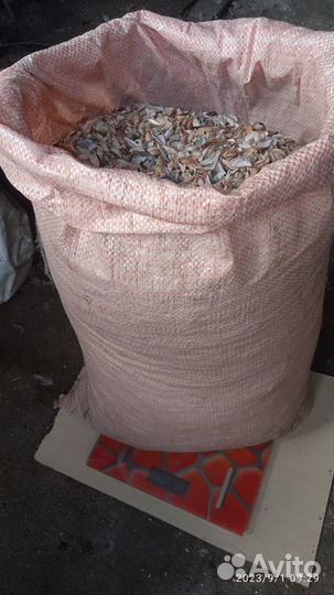 Курицам ракушка для еды