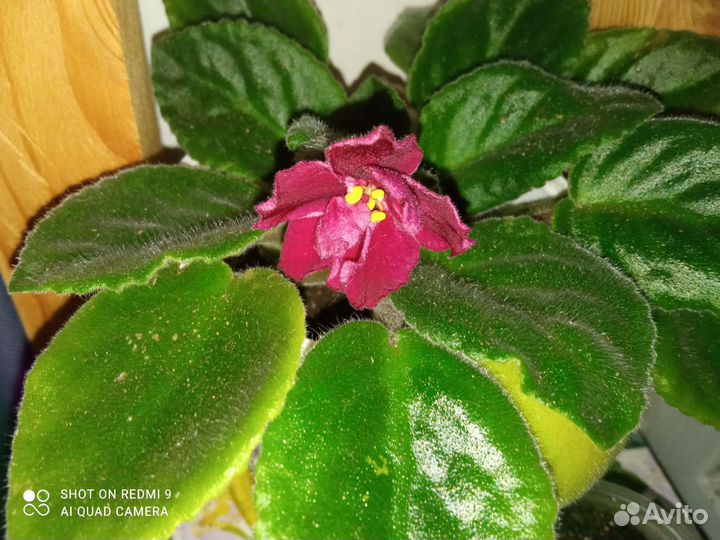 Фиалка бордовая