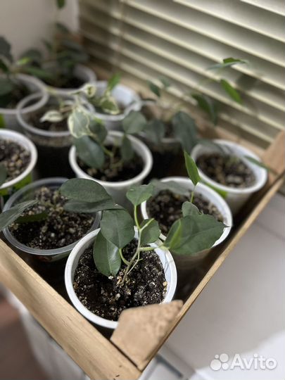 Фикус Бенджамина