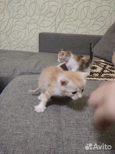 Отдам в добрые руки котят