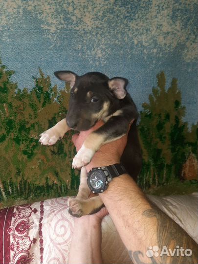 Щенки стандартного бультерьера