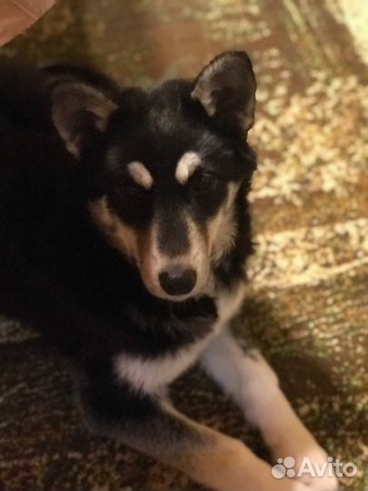 Отдам собаку в добрые руки