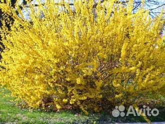 Питомник С реализует Форзицию 2-х летку