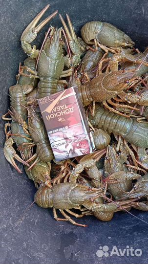 Донской Рак