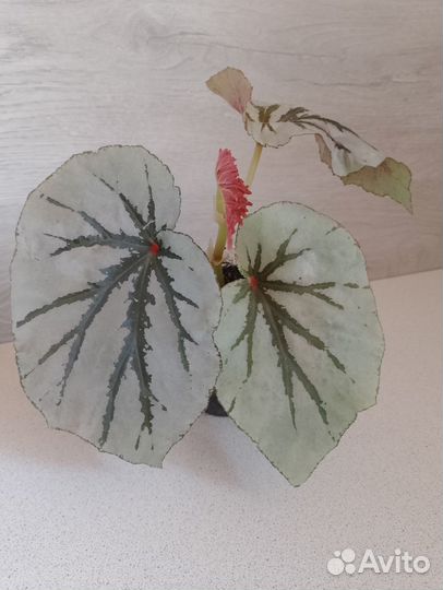 Бегония кейн looking glass