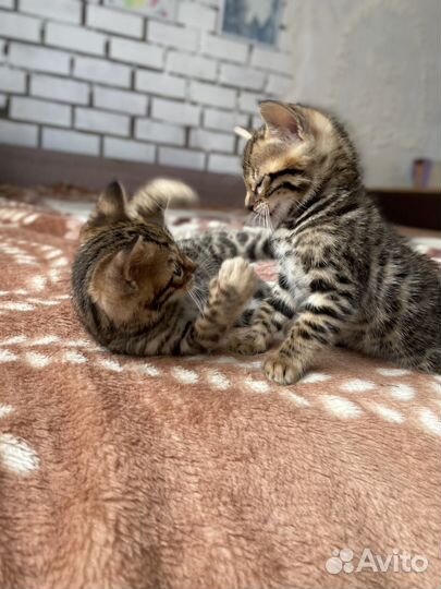 Бенгальские котята