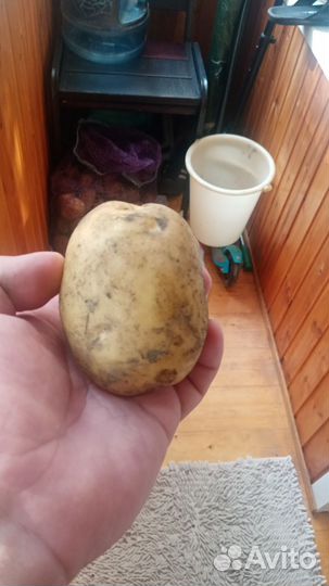Картофель домашний отборный с доставкой на зиму