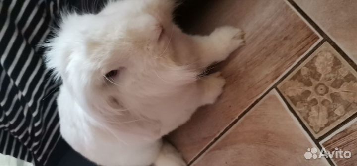 Вязка кролика