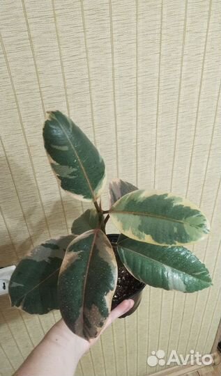 Фикус Белиз