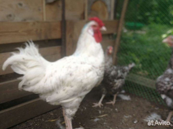 Петух Пушкинской породы на племя