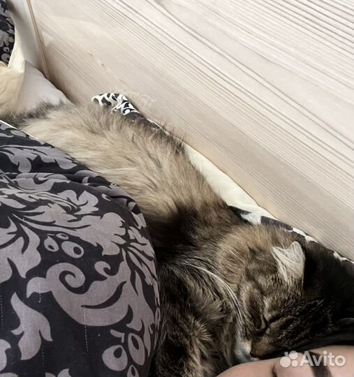 Отдам ласковую кошечку в добрые руки