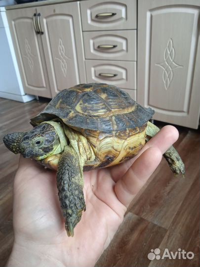 Черепаха сухопутная большая