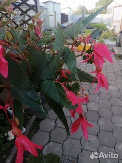 Бегония ампельная