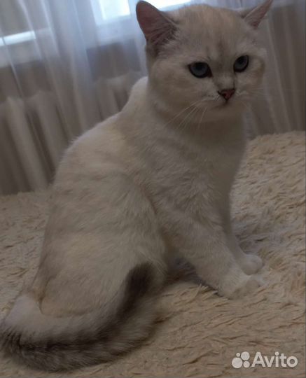 Британская серебристая шиншилла
