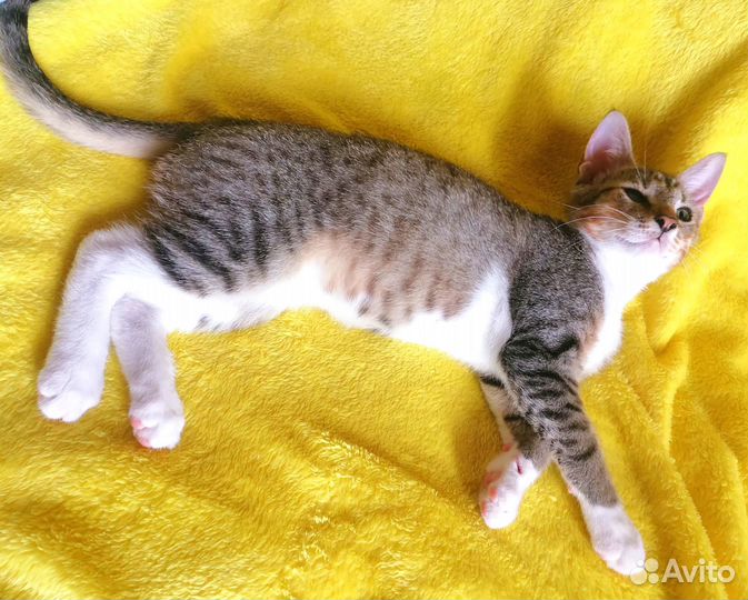 Котёнок 3 мес. (мальчик) в добрые руки