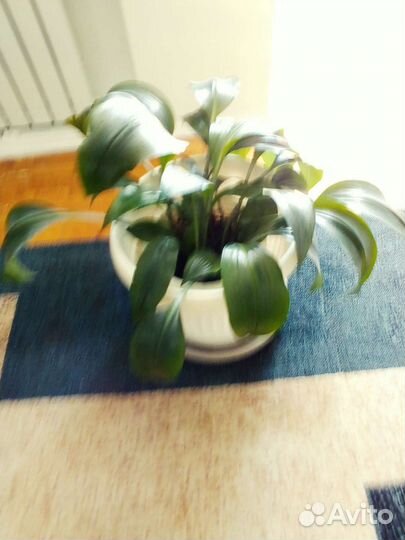 Комнатные домашние растения