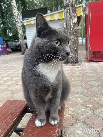 Кошки в добрые руки