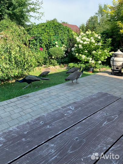 Павлины продажа