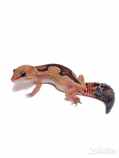 Гемитеконикс