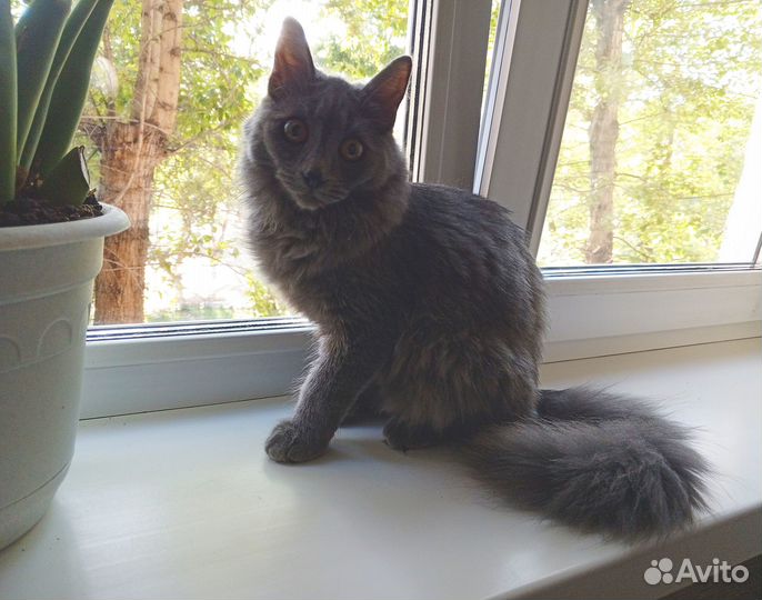 Кошка. 6 месяцев