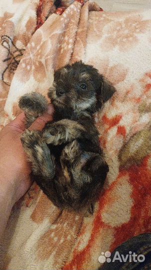 Цвергшнауцер