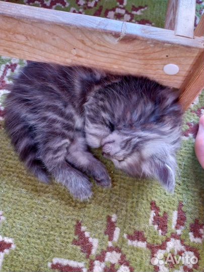 Отдам в добрые руки милых котят