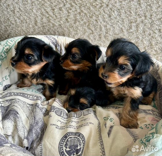 Йоркширский терьер щенки
