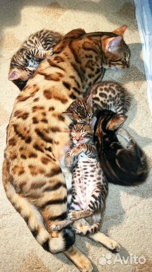 Бенгальские котята