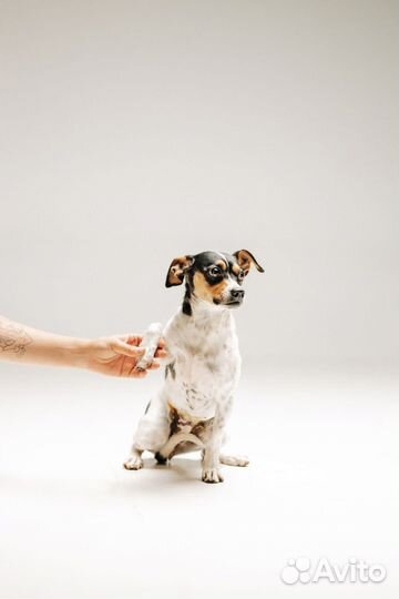 Метис Джек Рассел терьера в добрые руки