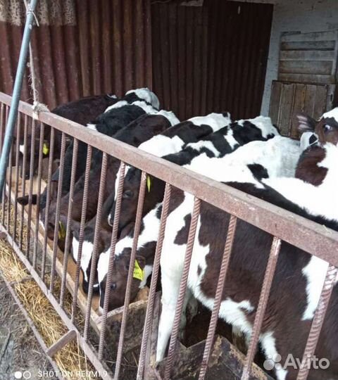 Телята бычки до 3 месяца