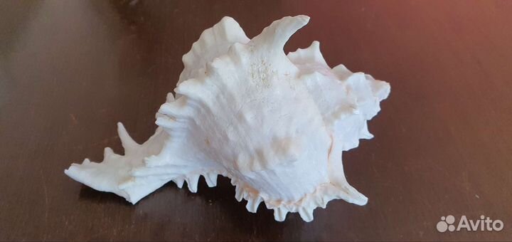 Ракушки большие и морская звезда