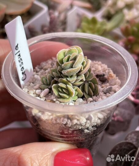 Суккуленты Седум,Крассула,Эхеверия